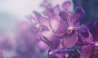 野生兰花怎么在家养才能开花? 野生兰花在家怎么栽