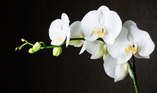 兰花发新芽怎么养护?（兰花发新芽怎么养护好）