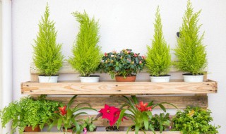 绯花玉怎么养才开花?（绯花玉养多长时间开花）