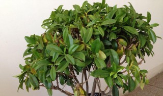 非洲茉莉怎么养才能更旺盛?（非洲茉莉怎么养才能更旺盛）