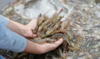 活虾怎么保存半天不死?（活虾如何保存半天）