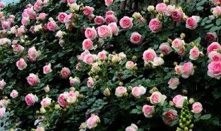 龙沙宝石爬藤月季怎么养?（龙沙宝石爬藤月季开几季花）