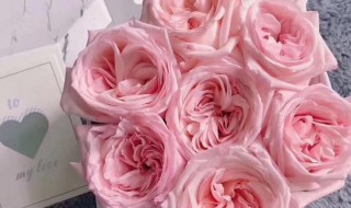 粉玫瑰怎么养护?（粉玫瑰怎么养护和管理）