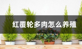 红覆轮多肉怎么养殖?（红覆轮多肉怎么养殖）
