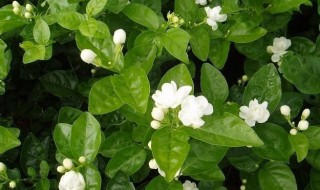 茉莉花怎么养才长得好? 茉莉花怎么养的好