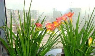 香雪兰花谢后怎么养护?（香雪兰花期过后怎么养护）