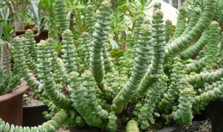 钱串子花叶子发黄怎么办? 钱串子花叶黄了怎么办