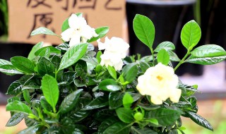 带花苞栀子花刚买回来怎么养?（带花苞栀子花刚买回来怎么养活）