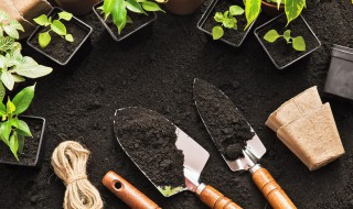地黄怎么种植? 地黄怎么种植技术