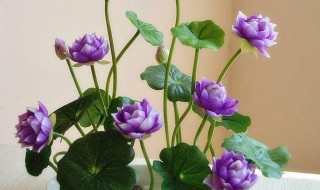 无土水培碗莲发芽后怎么养? 水培碗莲发芽后不用土怎么养