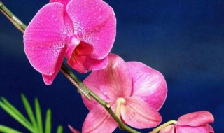 蝴蝶兰二次开花怎么养?（蝴蝶兰第二次开花的养殖方法）