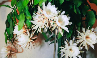 昙花如何养护才开花? 昙花养护技巧