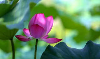 2021年夏天什么时候入伏（2021年夏天啥时候入伏）