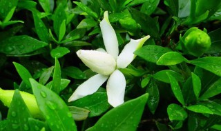 栀子花苞没开就掉了怎么办? 栀子花的花苞没有开就脱落了是怎么回事