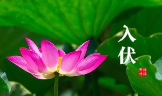 小暑是入伏的开始吗 小暑就是入伏的开始吗
