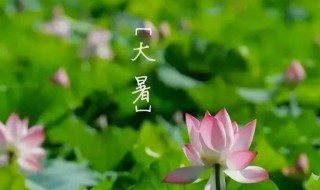 大暑节气四种养生菜可口又健康 大暑节气养生食谱