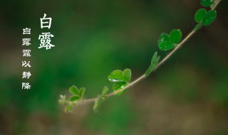 二十四节气白露是什么意思 二十四节气白露是什么意思?