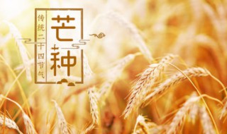 芒种的来历和风俗 芒种的来历和风俗50字
