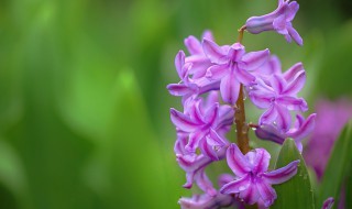 淡紫色风信子花语代表着什么（淡紫色的风信子花语）