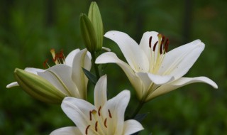 西伯利亚百合花语是什么（西伯利亚多头百合花语）