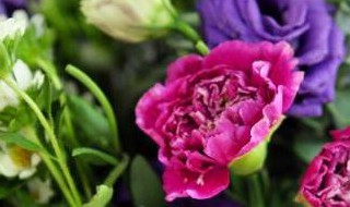 教师节送什么花最新 教师节送的什么花