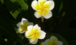 小暑节气的特征是什么（小暑节气特点是什么）