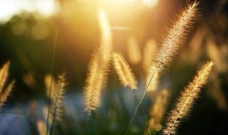 狗舌草的生日花语是什么（鸭舌草的花语）