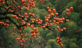 二十四节气霜降为什么要吃柿子（霜降时节吃柿子）