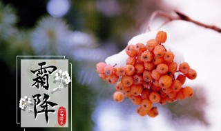 24节气霜降应该吃什么 二十四节气霜降吃什么