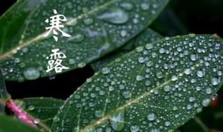 寒露有什么吉祥寓意以及含义是什么 寒露有什么吉祥寓意以及含义是什么呢