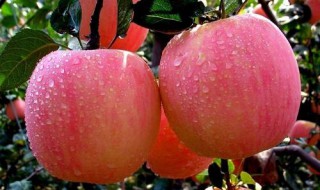 苹果如何清洗 苹果如何清洗喇叭