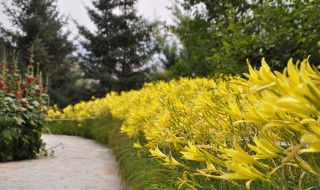 为什么开花的黄花菜不能吃（为什么黄花菜开花就不能吃了）