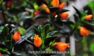 新买的金鱼吊兰咋养 新买的金鱼吊兰怎么养