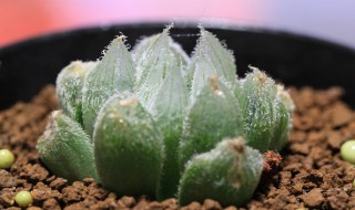 玉露多肉植物怎么养（多肉多少天浇一次水）