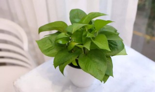 绿箩怎么养护长得才茂盛（绿箩怎么养护长得才茂盛呢）