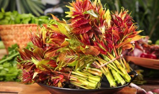 香椿芽怎样保存最新鲜（香椿芽怎么保鲜好）