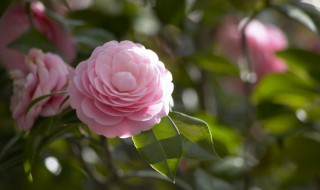 怎样消灭花卉上的蜜虫（怎么消除花上的蜜虫）