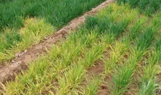 小麦打除草剂发黄叶子发干怎么办（小麦打了除草剂叶子发黄怎么办）