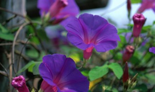 矮牵牛花种子播种方法（矮牵牛种子播种方法和养护教程）