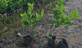 小树苗怎么种植（树苗怎么种植成活率高）