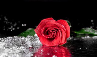 老婆生日送什么花（40岁老婆生日送什么花）