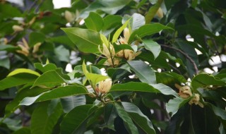 白兰树的种植方法 白兰树怎么种