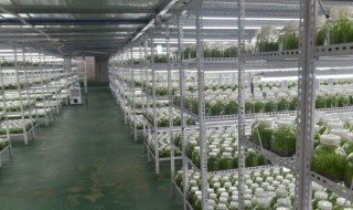 白芨培养基的制作方法 白芨培养基的制作方法视频