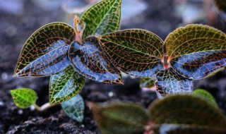 金线莲种植方法 金线莲种植技术方法
