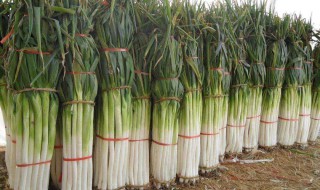 大葱种植时间和方法（大葱种植方法）