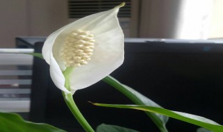 一帆风顺的养殖方法和注意事项（水培一帆风顺怎么养）