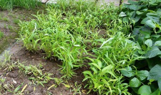 白莱种植方法 白莱种植方法和技术