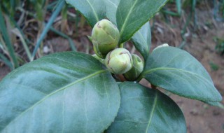 茶花掉叶子的补救方法（茶花的养殖方法家里如何养好茶花）