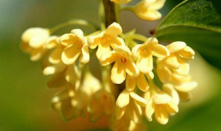 桂花开在什么季节（桂花开在什么季节?）