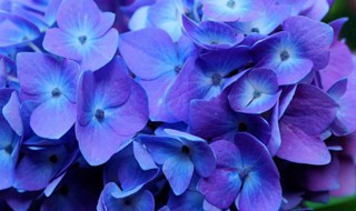 花卉绣球的养殖方法 花卉绣球的养殖方法有哪些